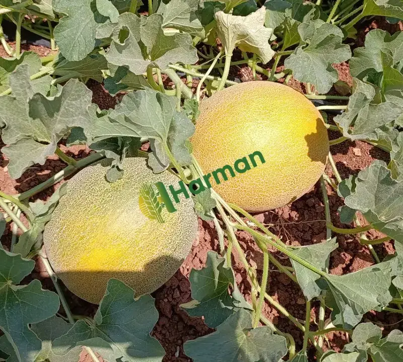 5 dönüm kavun