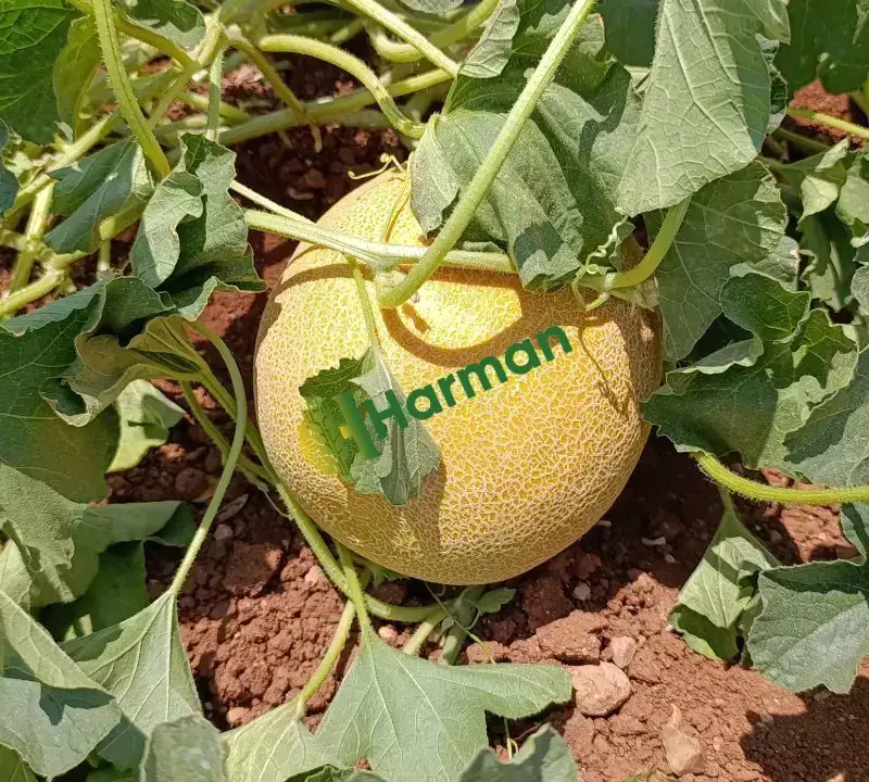 5 dönüm kesime hazır galia tipi kavun güncel