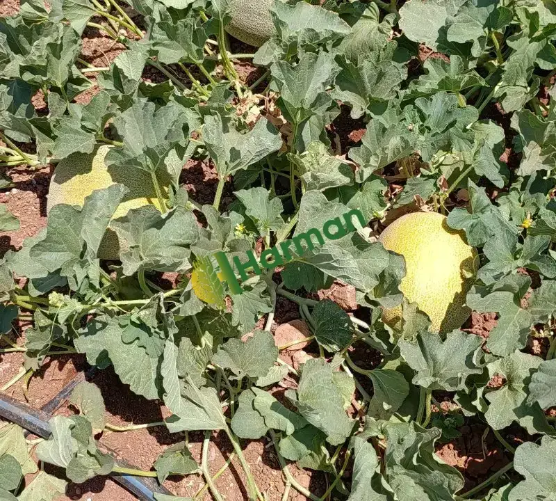 5 dönüm kesime hazır galia tipi kavun güncel