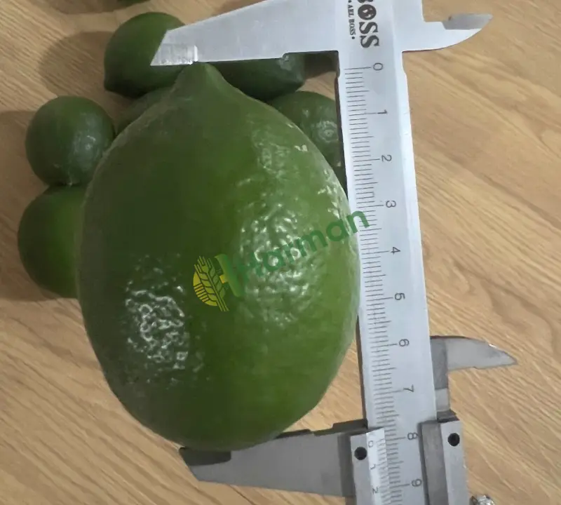 50 TON WOLKAMARİA