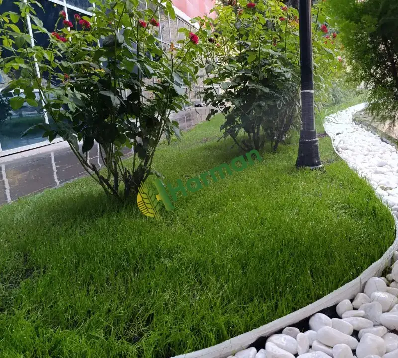 7 li İthal Çim Tohumu