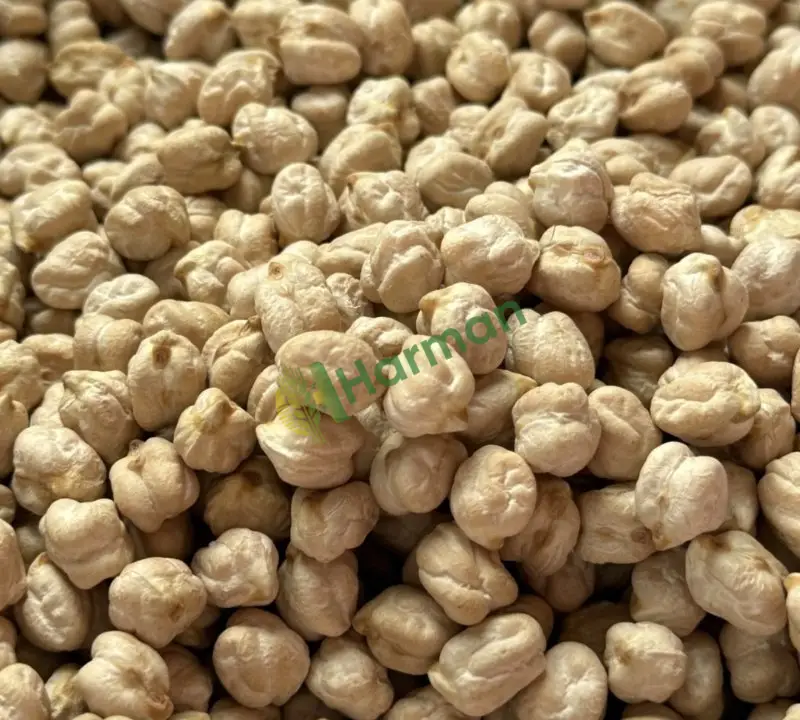 7 ton yeni mahsul nohut