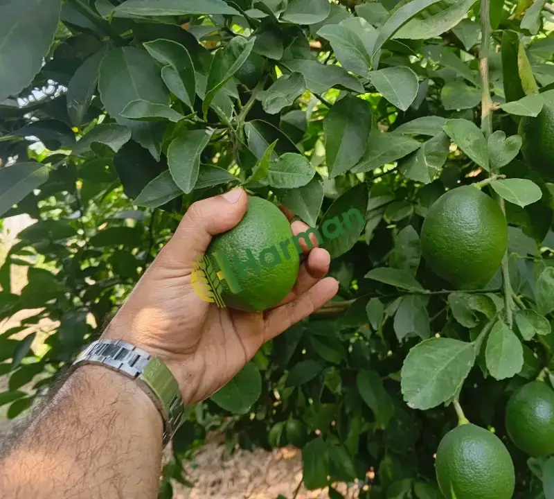850 ton Mayer 6.50 tl (pazarlık sünnettir.)