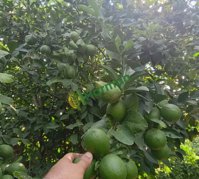 850 ton Mayer 6.50 tl (pazarlık sünnettir.)