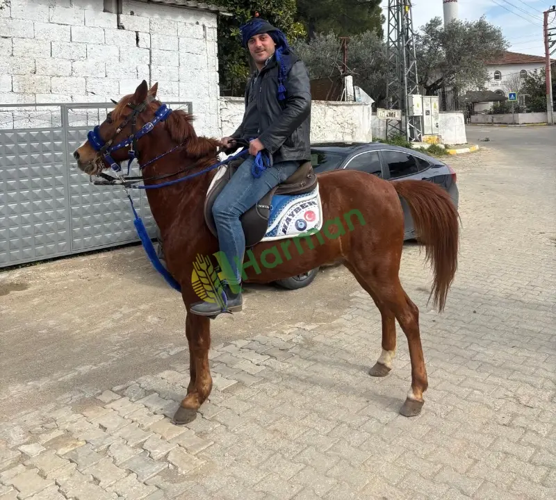 9 yaşında kötü bir huyu olmayan her yaştan insan bine bilir rahvan atım satılıktır. Boyu 150cm kimliklidir