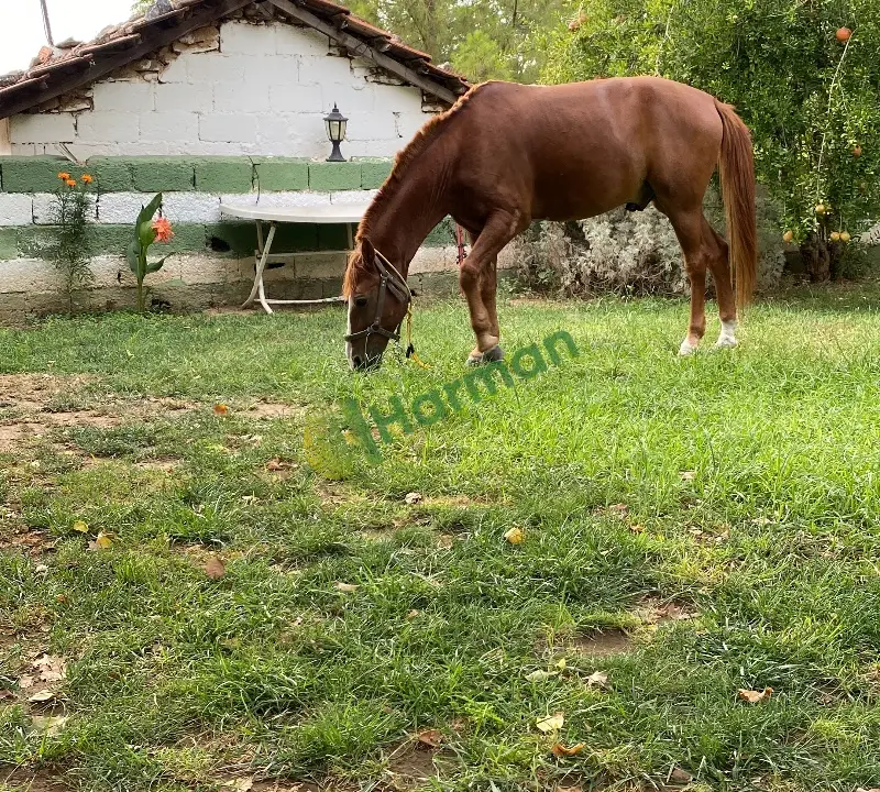 9 yaşında kötü bir huyu olmayan her yaştan insan bine bilir rahvan atım satılıktır. Boyu 150cm kimliklidir