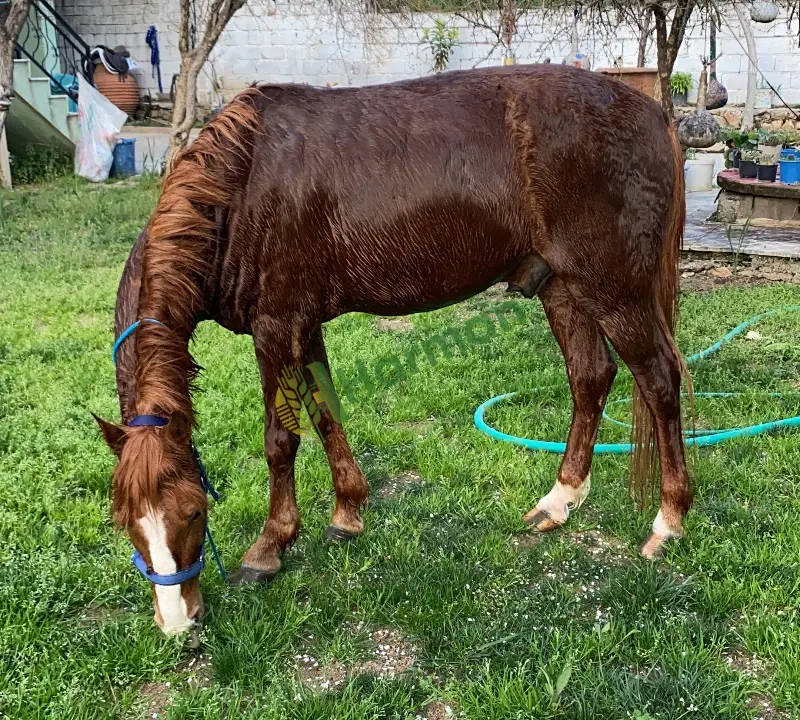9 yaşında kötü bir huyu olmayan her yaştan insan bine bilir rahvan atım satılıktır. Boyu 150cm kimliklidir