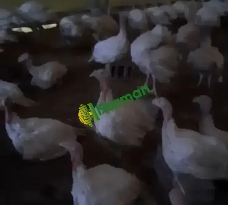 A KALİTE BEYAZ KANADA HİNDİSİ