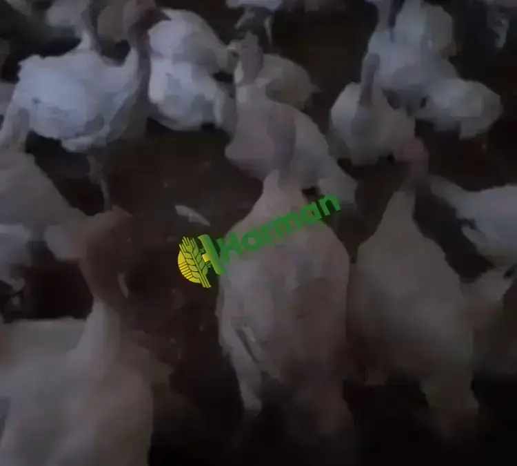 A KALİTE BEYAZ KANADA HİNDİSİ