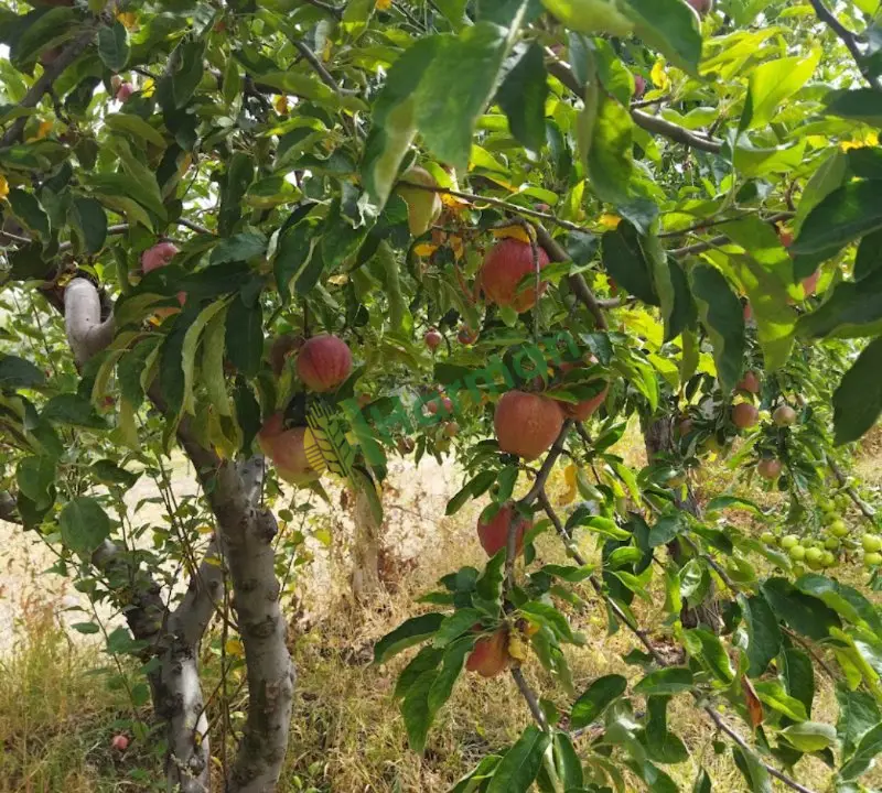 A kalıte elma