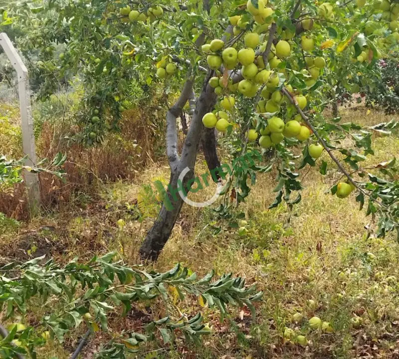 A kalıte elma
