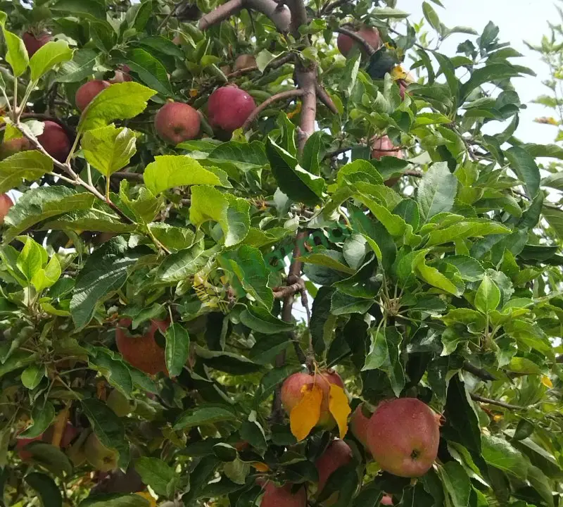 A kalıte elma