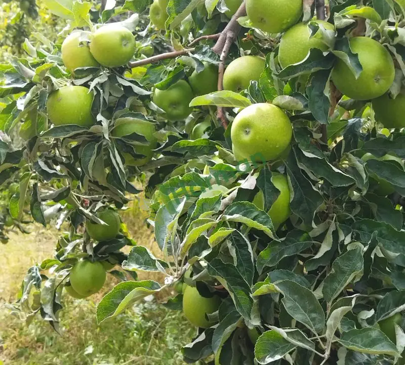 A kalıte elma