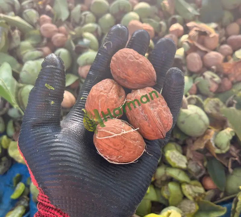 A kalite jumbo boy kurumuş cheandler ceviz