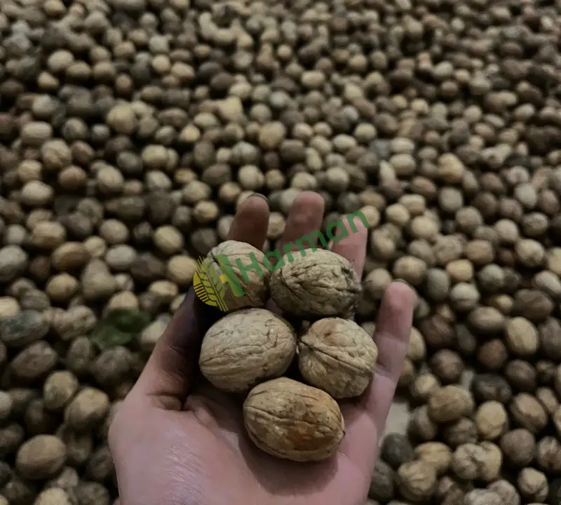 A kalite jumbo boy kurumuş cheandler ceviz