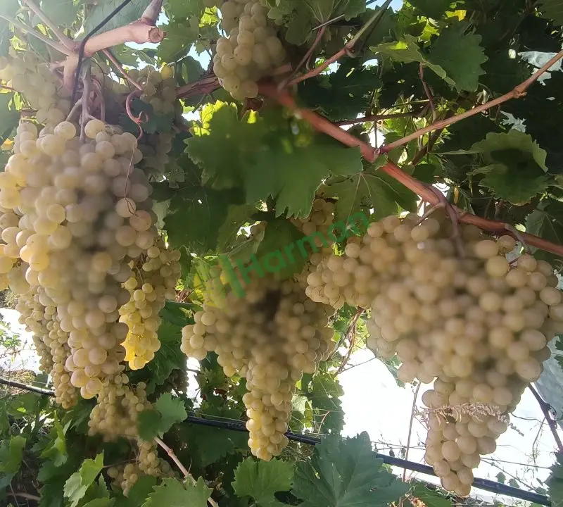 A kalite sapsarı Elazığ üzümü