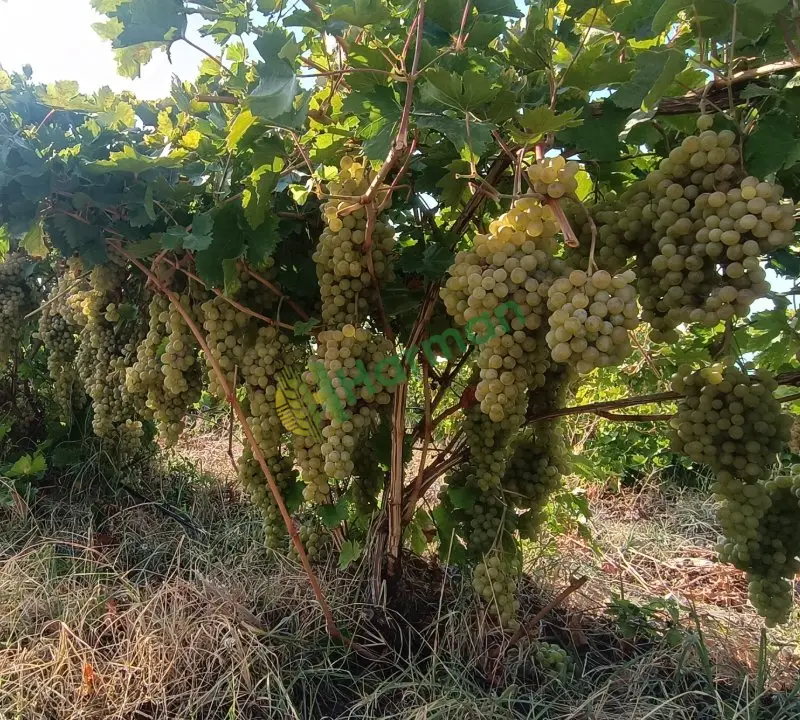 A kalite sapsarı Elazığ üzümü
