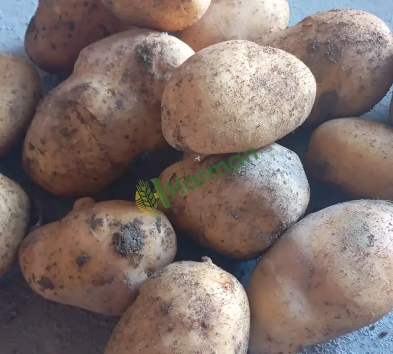 Acil satılık patates