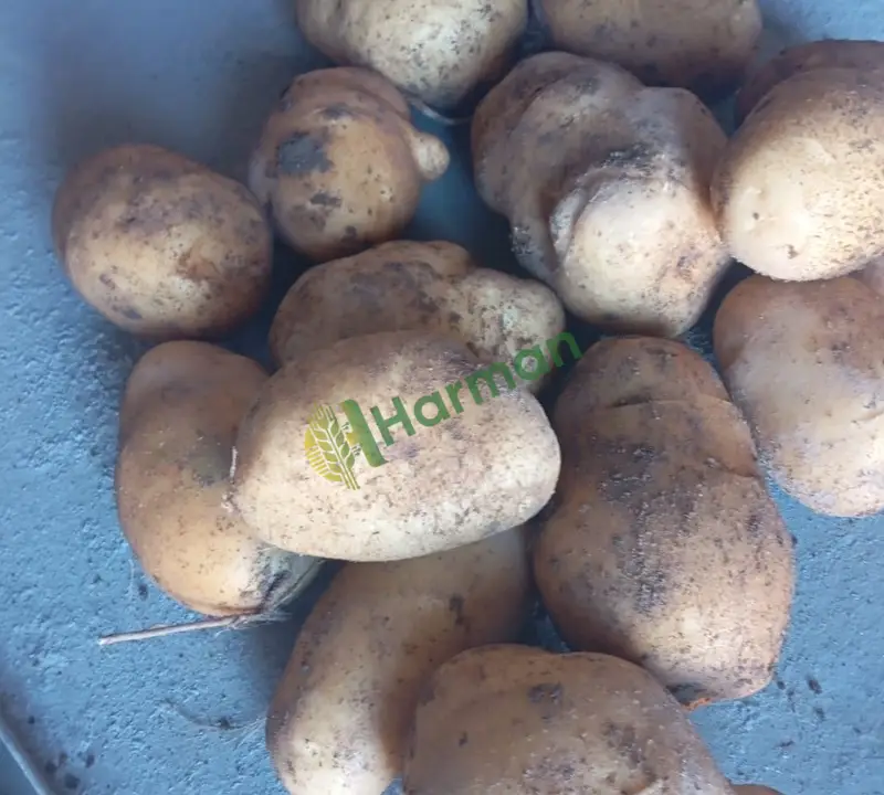 Acil satılık patates