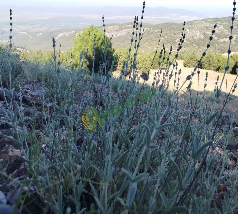 Adaçayı