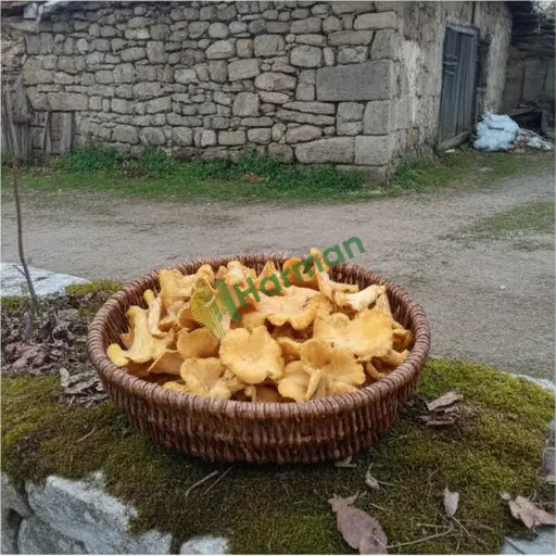 Adana Ceyhan çıntar mantarı alınır