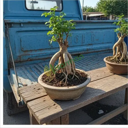 Adana Yüreğir'de ginseng bonsai satılık