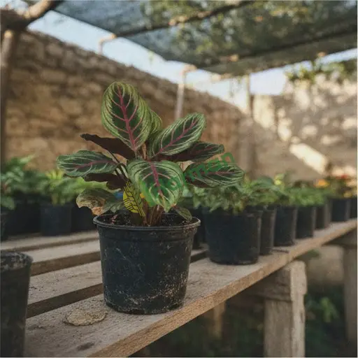 Adana Feke'de maranta satılık