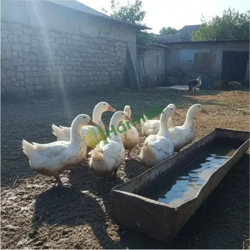 Adana Karaisalı'da ördek satılık