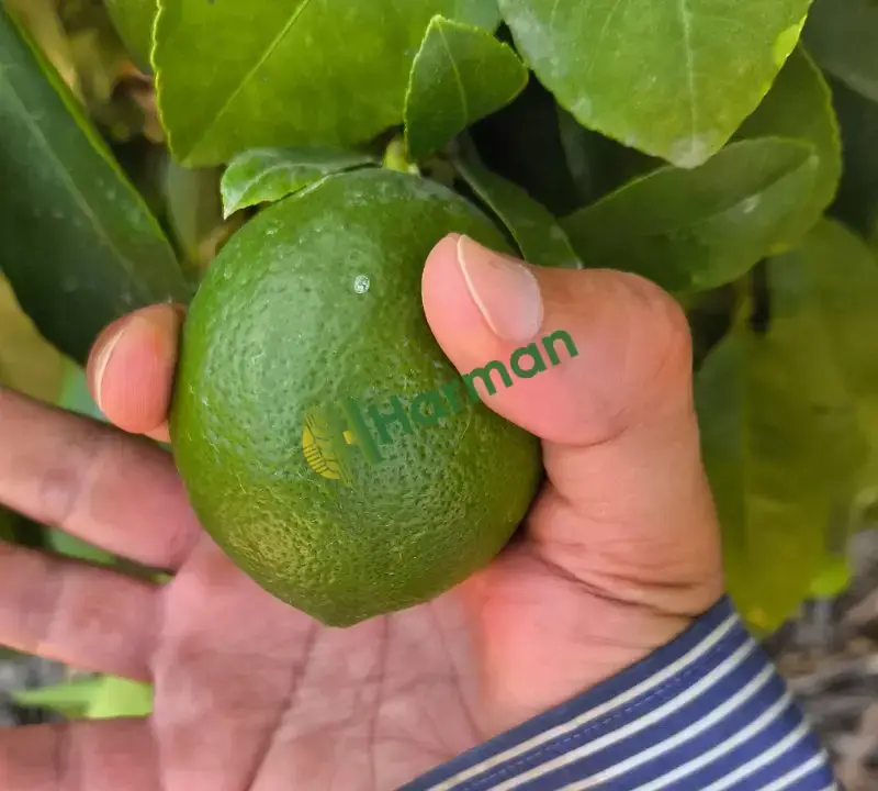 Adana wolkamaria Mayer limon