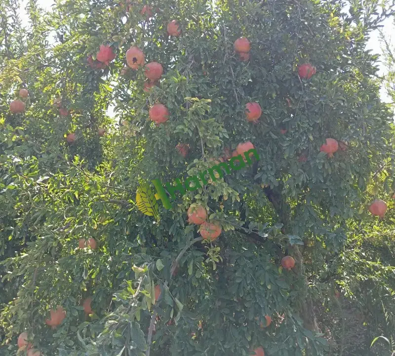 Adana