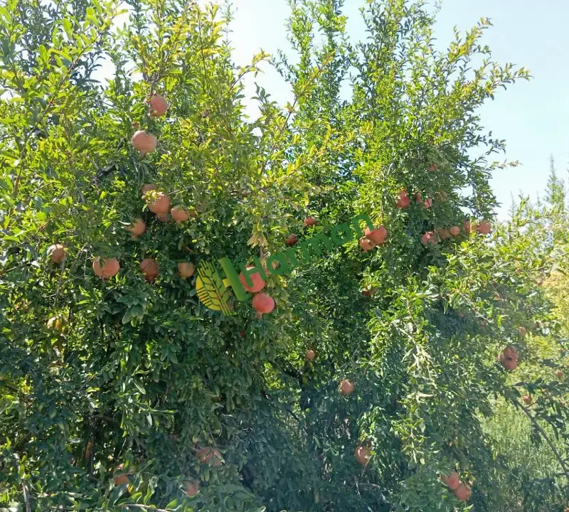 Adana