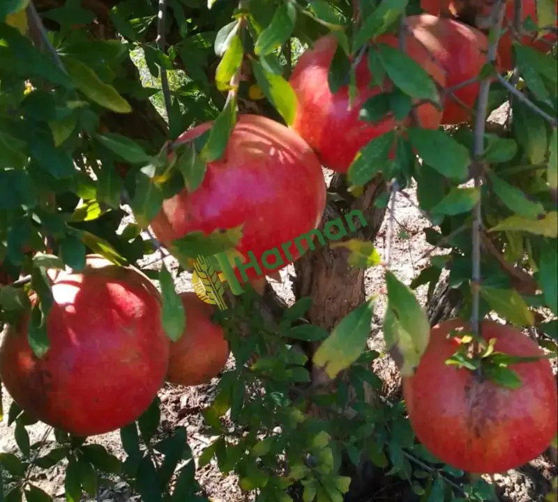 Adana'da 80 Ton Hicaz NAR satlık