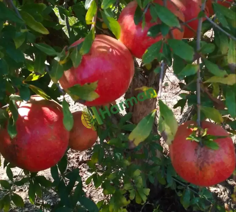 Adana'da 80 Ton Hicaz NAR satlık