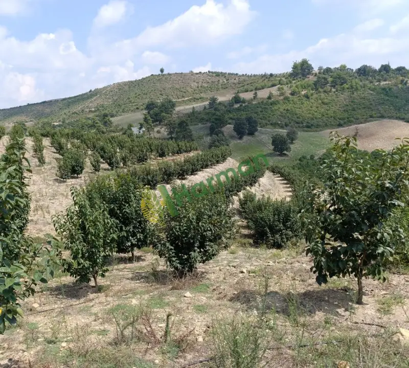 Adana/KOZAN Satılık Roji ve Hacia Trabzon hurması