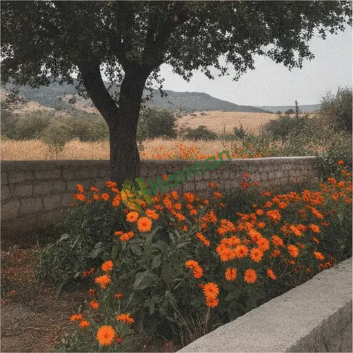 Adıyaman Sincik'te aspir satarım