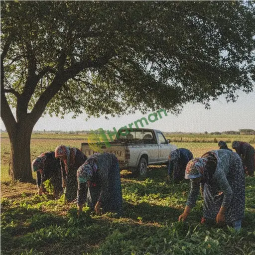 Adıyaman Merkez Tarım İşçisi Aranıyor (Sezonluk)