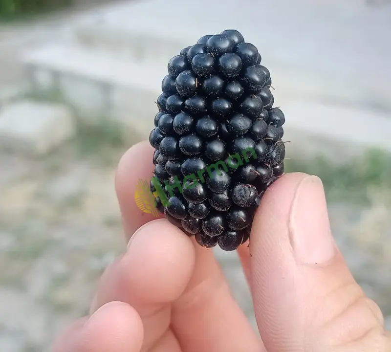 Afyonkarahisar ışıklar taze böğürtlen