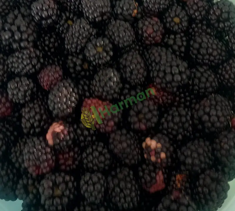 Afyonkarahisar ışıklar taze böğürtlen