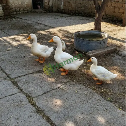 Afyonkarahisar Çobanlar'da ördek alıyorum
