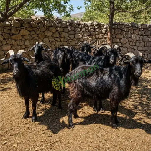 Afyonkarahisar Dazkırı'da kıl keçi satılık