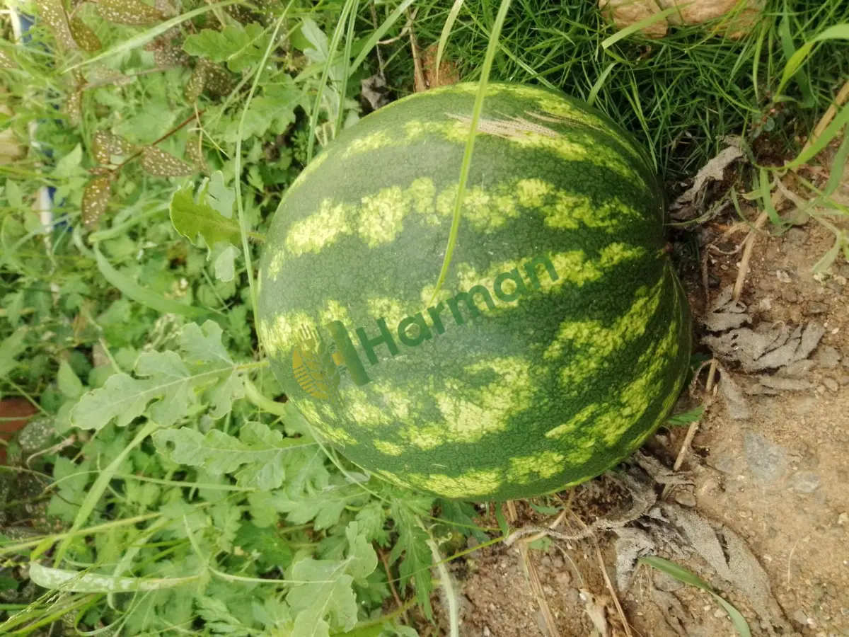 Ağır karpuz aranıyor, toptan alım - Rize Kalkandere