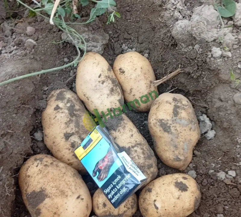 Patates hal fiyatı