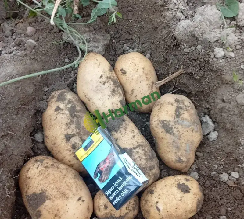 AGİRA KIŞLIK PATATES