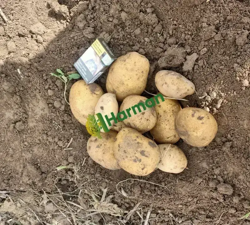 Agire patates kışlık