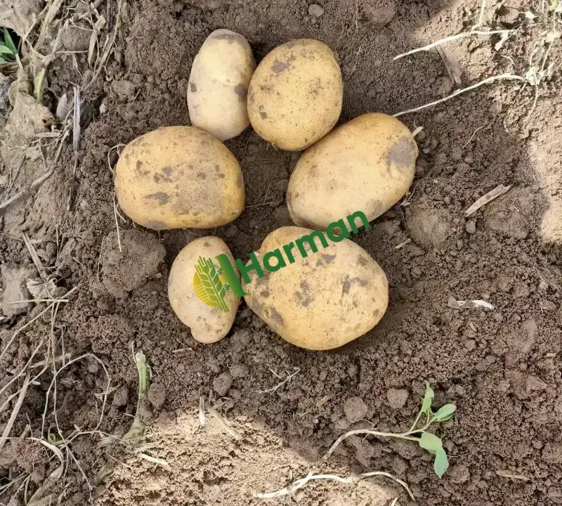 Agire patates kışlık