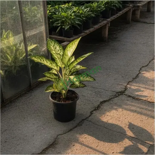 Osmaniye Hasanbeyli'de aglonema fidesi lazım