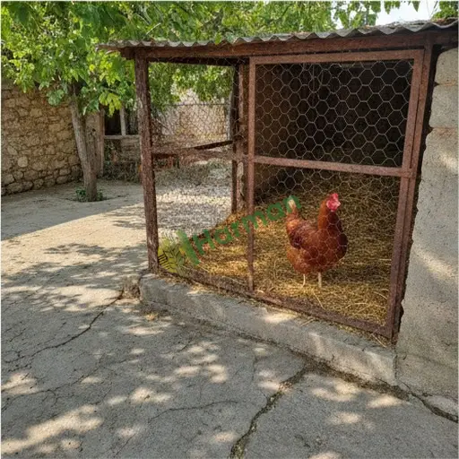 Ağrı Tutak'ta damızlık tavuk alınır