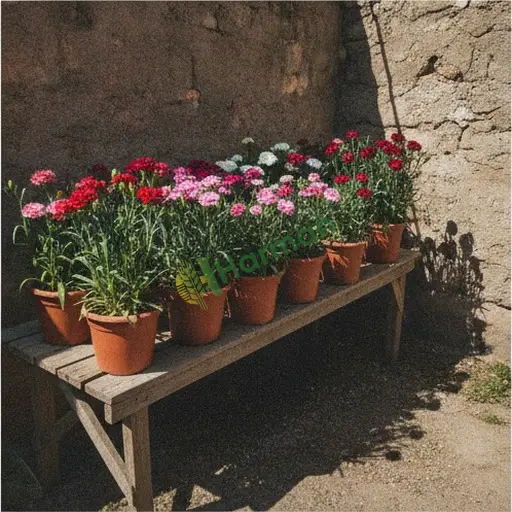 Ağrı Patnos kuru karanfil satılık