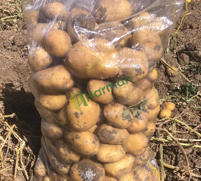 Agri kışlık patetes