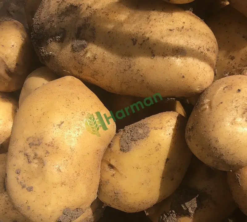 Agri kışlık patetes